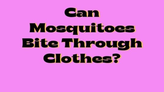 Can Mosquitoes Bite Through Clothes?